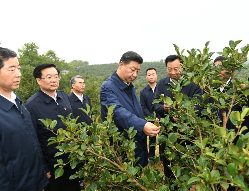 　　9月16日至18日，中共中央總書記、國家主席、中央軍委主席習近平在河南考察。這是17日上午，習近平來到信陽市光山縣槐店鄉司馬光油茶園，實地察看油茶樹種植和掛果情況。新華社記者 謝環馳 攝